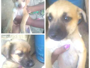 Cachorro raça Vira lata idade 2 a 6 meses nome Apolo Line e Estrela