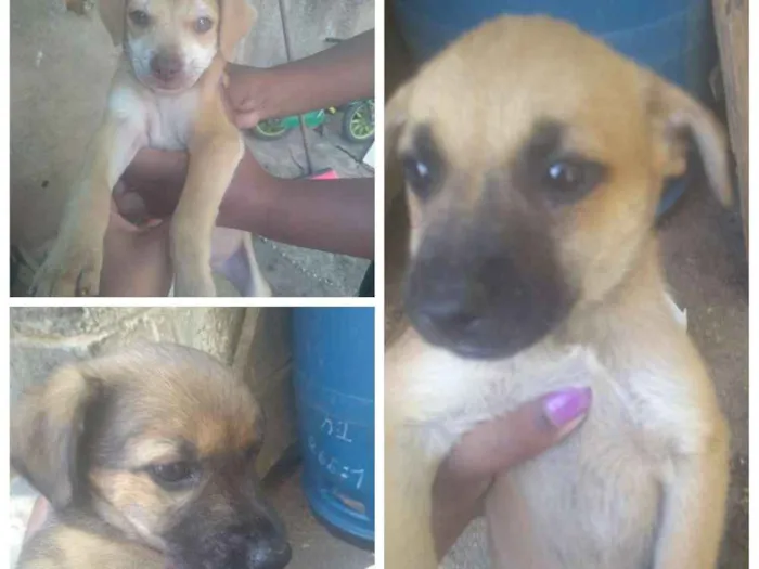 Cachorro ra a Vira lata idade 2 a 6 meses nome Apolo Line e Estrela