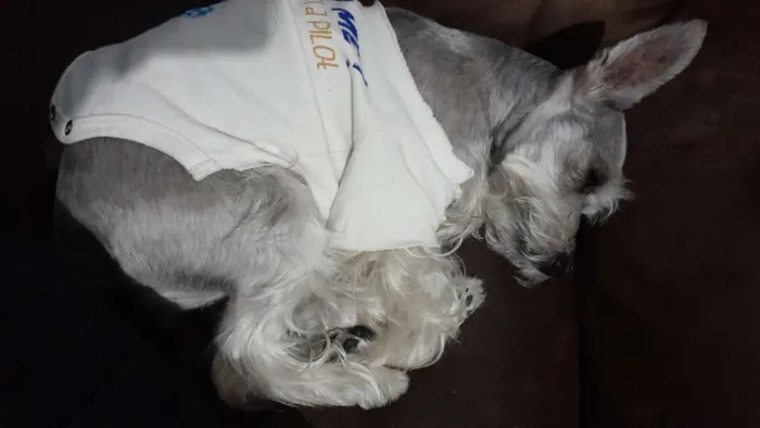Cachorro ra a shinauzer  idade 5 anos nome Mel 