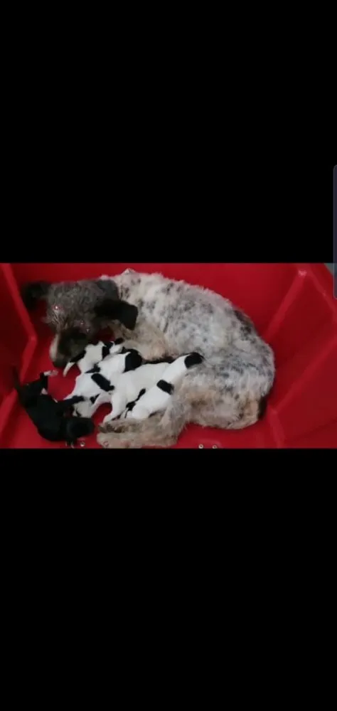 Cachorro ra a SRD idade 2 a 6 meses nome Sem nome 