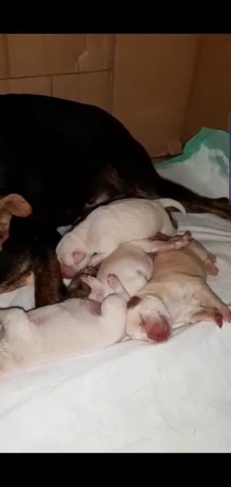 Cachorro ra a SRD idade 2 a 6 meses nome Sem nome 