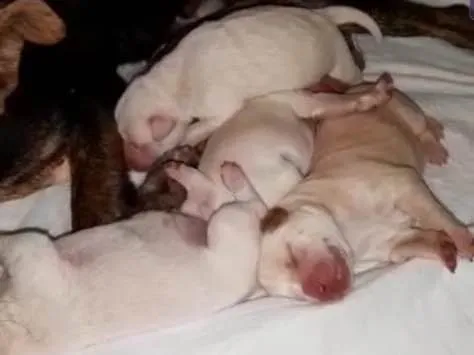 Cachorro ra a SRD idade 2 a 6 meses nome Sem nome 