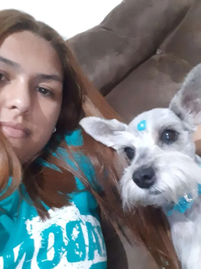 Cachorro ra a shinauzer  idade 5 anos nome Mel 