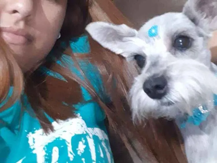 Cachorro ra a shinauzer  idade 5 anos nome Mel 