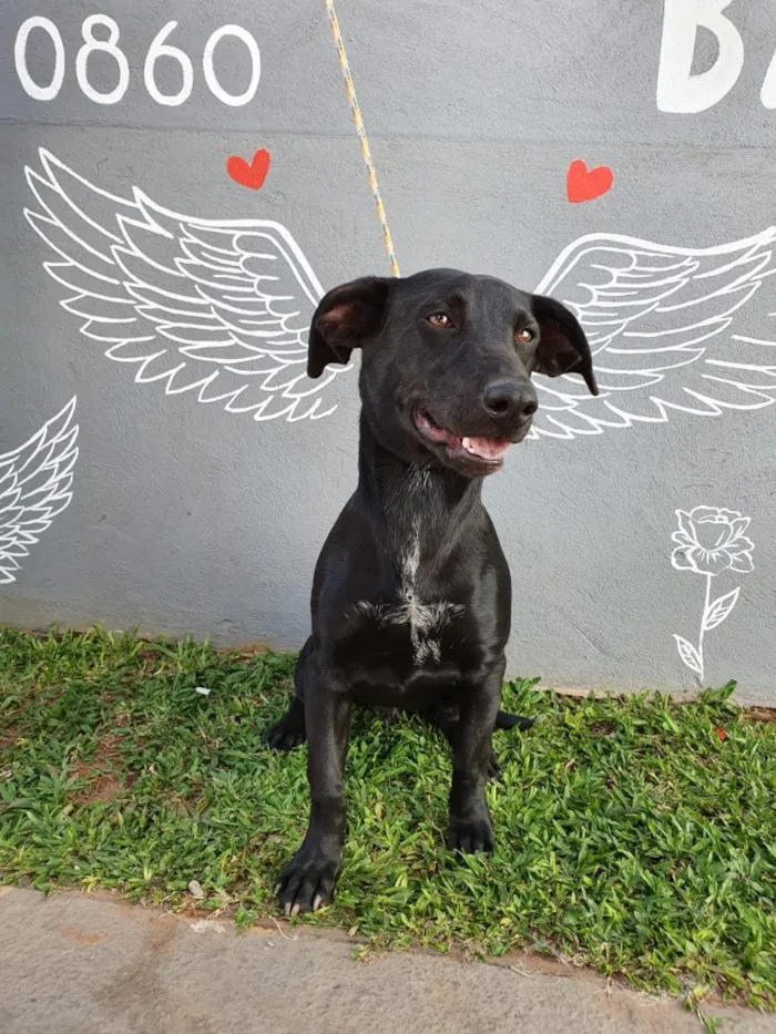 Cachorro ra a SRD idade 2 anos nome Sem