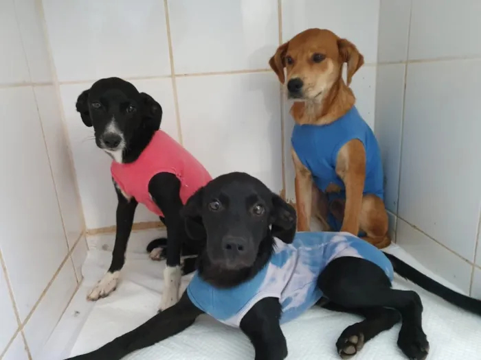Cachorro ra a SRD idade 2 anos nome Sem