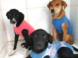 Cachorro raça SRD idade 2 anos nome Sem