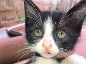 Gato raça  idade 2 a 6 meses nome Lucca