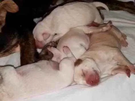 Cachorro ra a SRD idade 2 a 6 meses nome Sem nome 