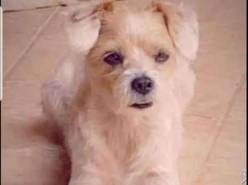 Cachorro ra a Srd  idade 5 anos nome Tadeu