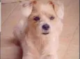 Tadeu