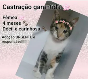 Gato raça  idade 2 a 6 meses nome Gata femea adocao ca