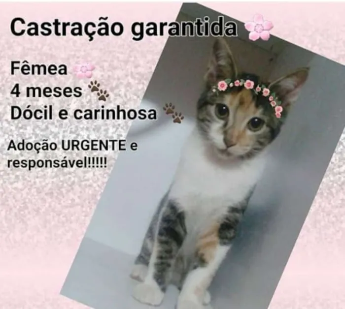 Gato ra a  idade 2 a 6 meses nome Gata femea adocao ca