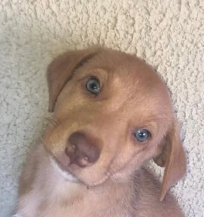 Cachorro ra a SRD idade 2 a 6 meses nome Mike 