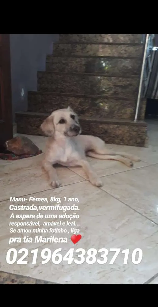 Cachorro ra a Srd idade 1 ano nome Manu