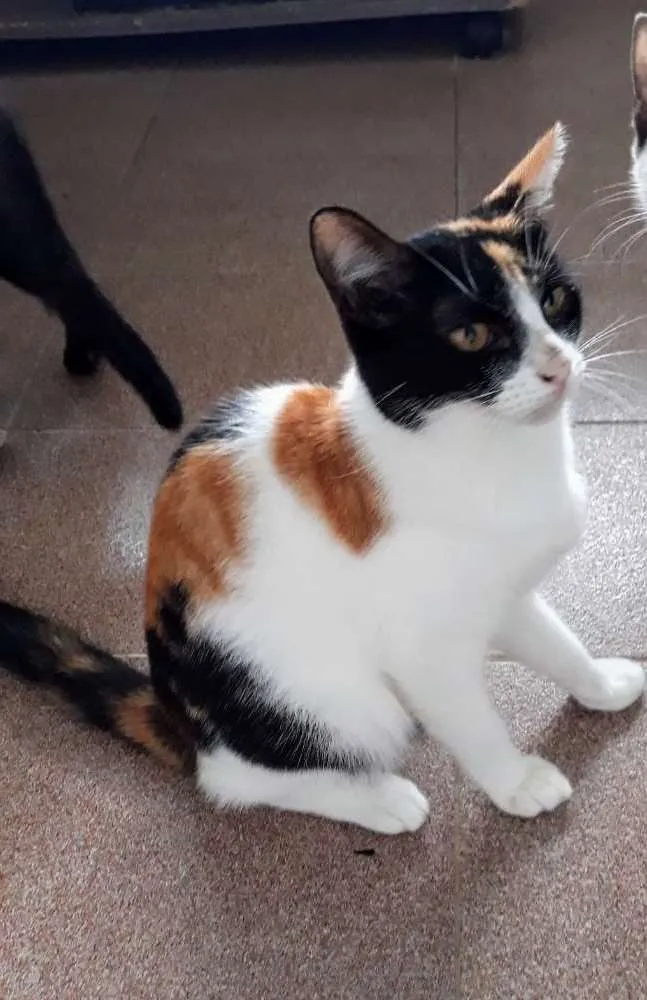 Gato ra a Srd idade 7 a 11 meses nome Trica