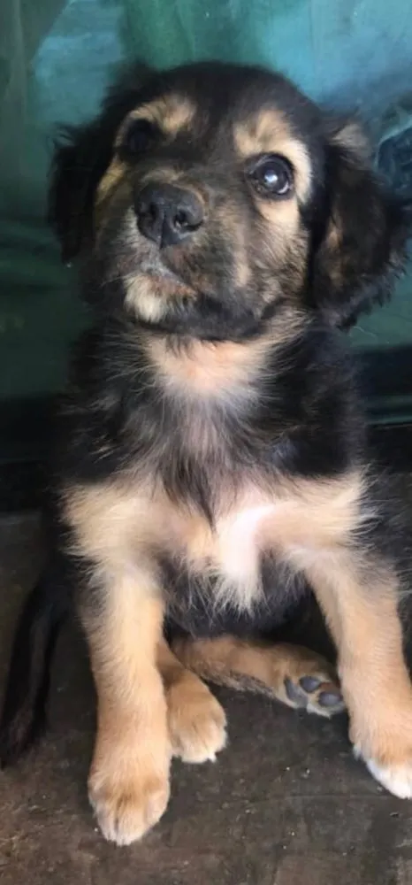 Cachorro ra a SRD idade 2 a 6 meses nome Marley