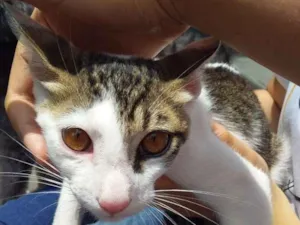 Gato raça Srd idade 2 a 6 meses nome Cristal
