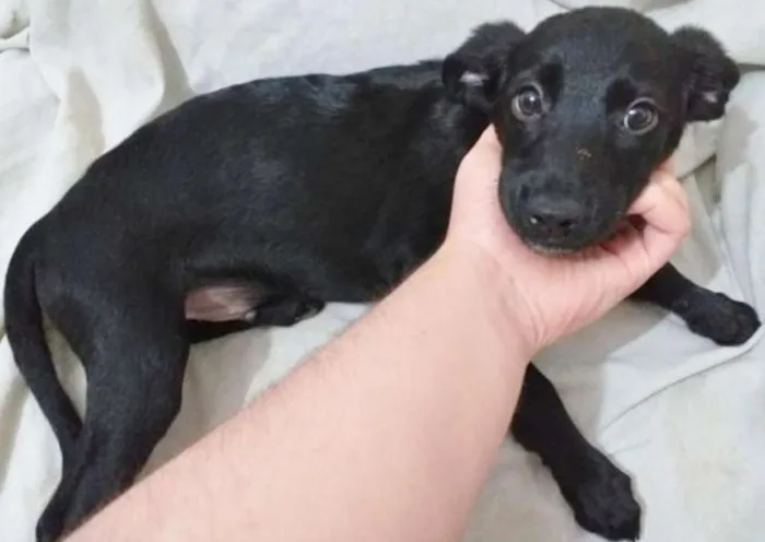 Cachorro ra a SRD idade 2 a 6 meses nome LULUZINHO
