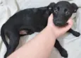LULUZINHO