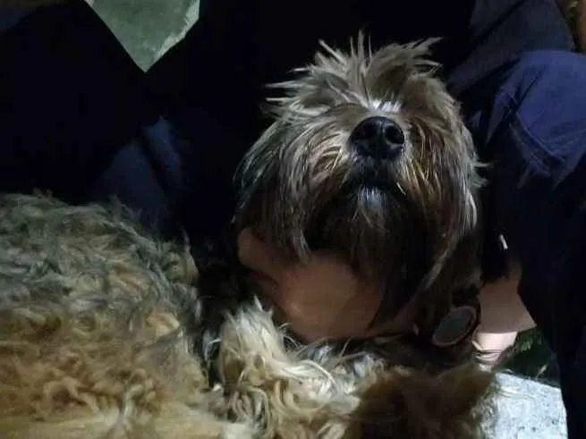 Cachorro ra a  idade  nome Chewie