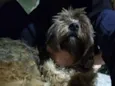 Chewie