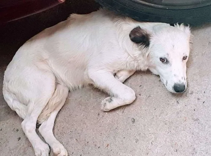 Cachorro ra a Perdigueiro  idade 1 ano nome Lessi e Bob