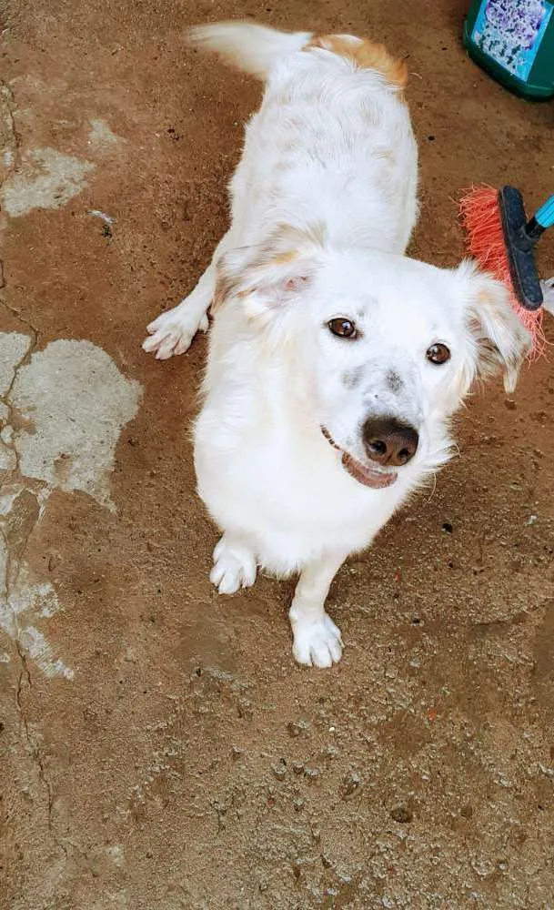 Cachorro ra a Perdigueiro  idade 1 ano nome Lessi e Bob