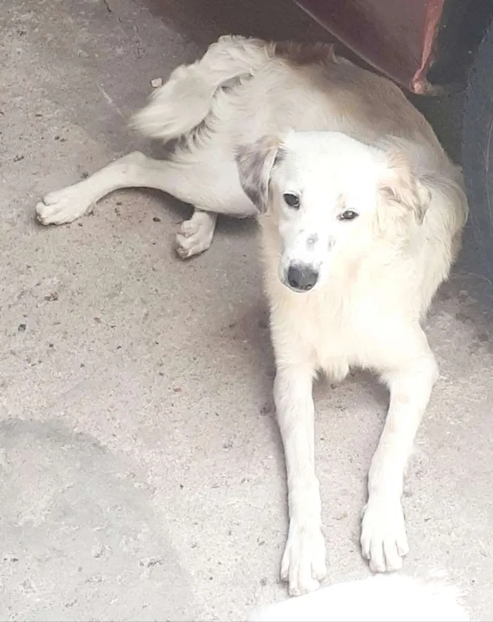 Cachorro ra a Perdigueiro  idade 7 a 11 meses nome Lessi e Bob