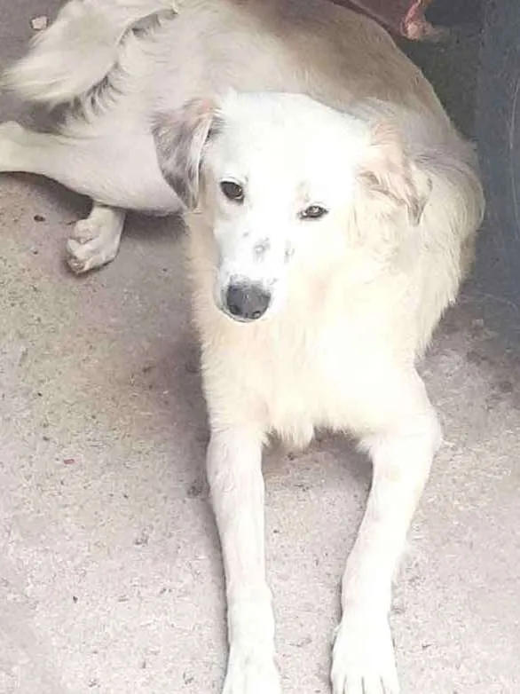Cachorro ra a Perdigueiro  idade 7 a 11 meses nome Lessi e Bob