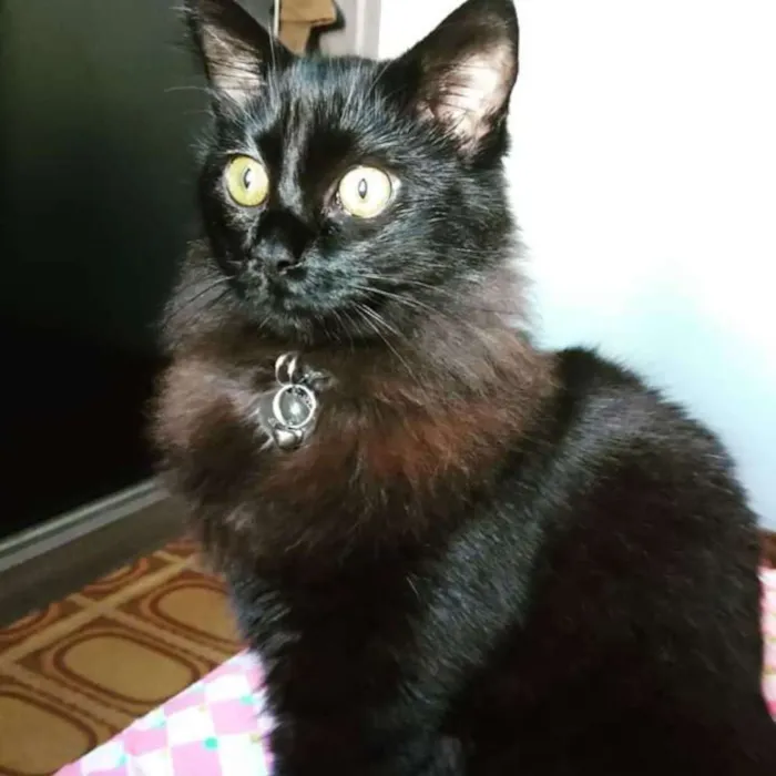 Gato ra a Sem raça definida idade 2 anos nome Yoda