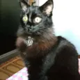 Yoda