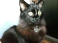 Yoda