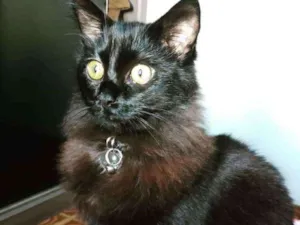 Gato raça Sem raça definida idade 2 anos nome Yoda