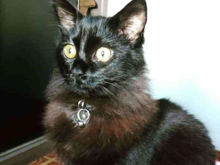 Gato ra a Sem raça definida idade 2 anos nome Yoda