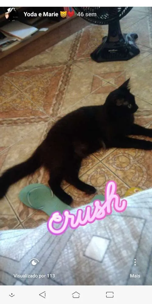 Gato ra a Sem raça definida idade 2 anos nome Yoda