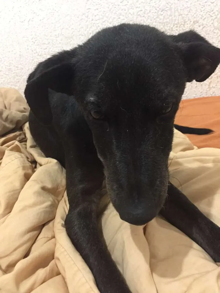 Cachorro ra a Indefinida idade 7 a 11 meses nome Sem nome