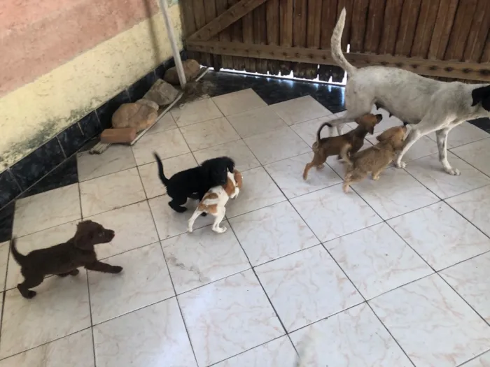 Cachorro ra a Vira lata idade Abaixo de 2 meses nome Sem nome 