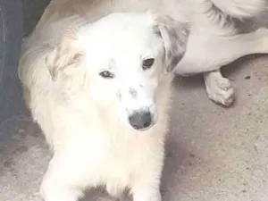 Cachorro raça Perdigueiro  idade 7 a 11 meses nome Lessi e Bob