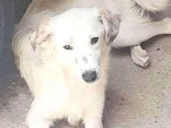 Cachorro ra a Perdigueiro  idade 7 a 11 meses nome Lessi e Bob