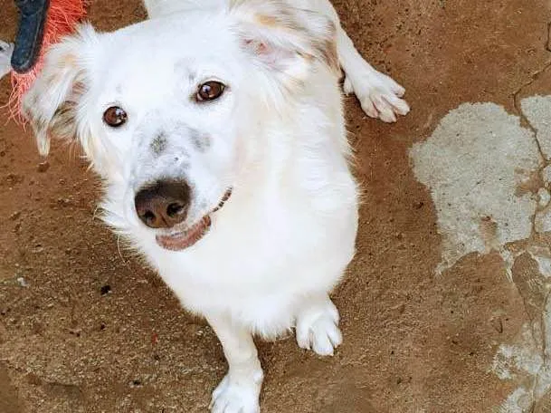 Cachorro ra a Perdigueiro  idade 1 ano nome Lessi e Bob