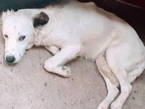 Cachorro raça Perdigueiro  idade 1 ano nome Lessi e Bob
