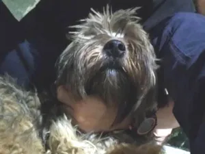 Cachorro raça  idade  nome Chewie