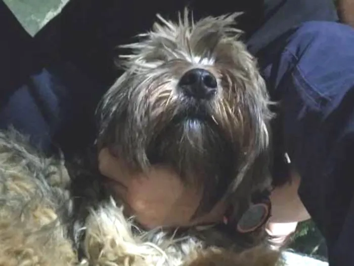 Cachorro ra a  idade  nome Chewie