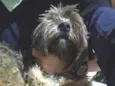 Chewie