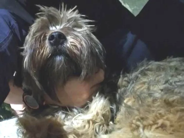 Cachorro ra a  idade  nome Chewie