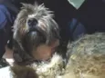 Chewie