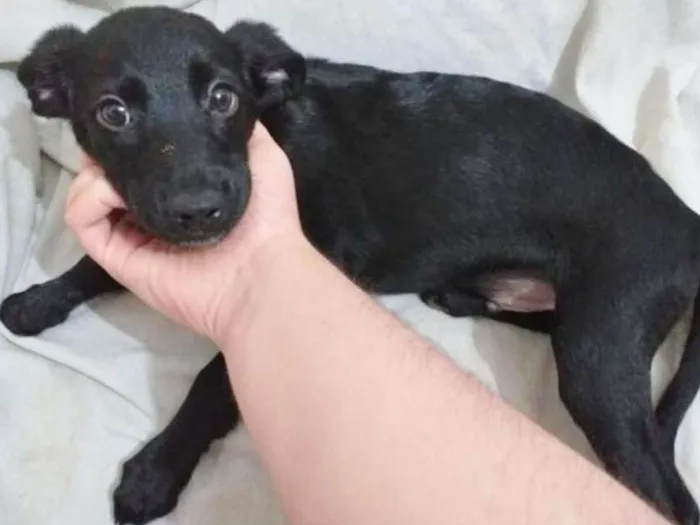Cachorro ra a SRD idade 2 a 6 meses nome LULUZINHO
