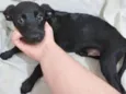LULUZINHO