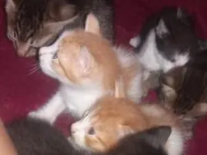 Gato raça  idade 2 a 6 meses nome Sem nomes 